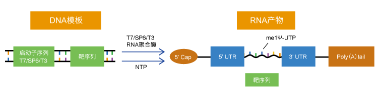 in vitro transcription-1
